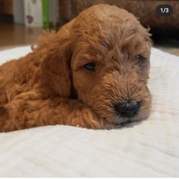 Goldendoodle Puppies from Desert Dream Doodles