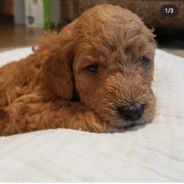 Goldendoodle Puppies from Desert Dream Doodles