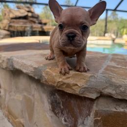 Forest - Blue fawn male French Bulldog puppy in Saucier, Mississippi from Mississippi Sound Frenchies