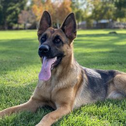 Cali - German Shepherd