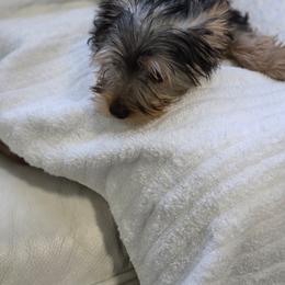 Girl 3 - Black and tan female Yorkshire Terrier puppy in Virginia Beach, Virginia from Andre's Yorkshire Terriers
