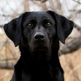 Labrador Retrievers from Boulder Flat British Labradors
