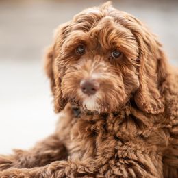 Australian Labradoodles from Talaki Ridge Labradoodles