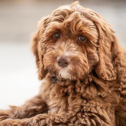 Australian Labradoodles from Talaki Ridge Labradoodles