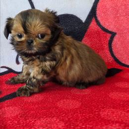 Scarlett - Red female Shih Tzu puppy in Waynesboro, Pennsylvania from Big Win Shih Tzus