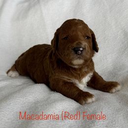 Macadamia - Red  female Goldendoodle puppy in De Pere, Wisconsin from Kinzor Kennels