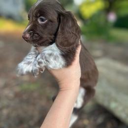 Polo - Piebald male Dachshund puppy in Burlington, North Carolina from Dachshund Meadows
