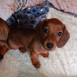 AKC-Daisy - Red female Dachshund puppy in Albertville, Alabama from Jana Rae's