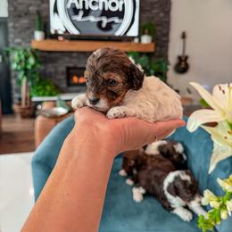 Bernedoodle, Cavapoo, Cavapoochon, Goldendoodle, Poodle, and Yorkipoo Puppies from Anchor Dogs