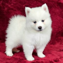 Albert - White male Pomsky puppy in Spokane, Washington from Spokane Pomskies