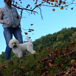 Poodle Puppies from D and D Standard Poodles
