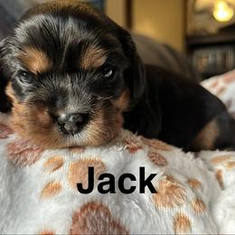Cavalier King Charles Spaniel Puppies from brittany Parkman