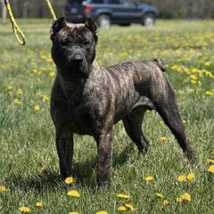 Perro de Presa Canarios from Canarian Bull Kennel