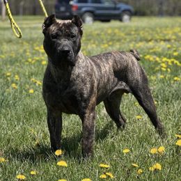 Perro de Presa Canarios from Canarian Bull Kennel