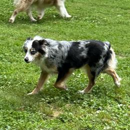 Cookie - Miniature American Shepherd