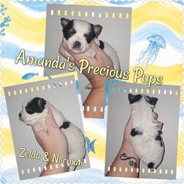 Henry - Parti male Yorkshire Terrier puppy in Wartburg, Tennessee from Amanda's Precious Pups