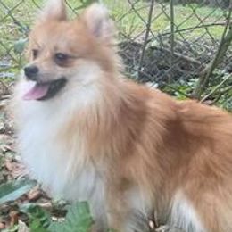 Phantom - Pomeranian