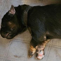 Mr Black - Black and red male German Shepherd puppy in Newaygo, Michigan from Sterley Shepherds
