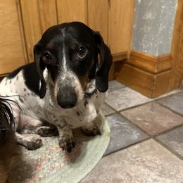 Archie boy - Dachshund