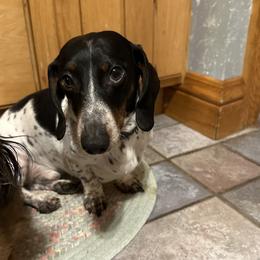 Archie boy - Dachshund