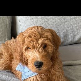 Aussiedoodle and Goldendoodle All Grown Up from Hunting Creek Kennels