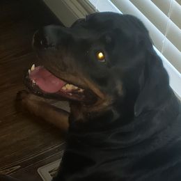 Rottweiler Puppies from Baldwin Rottweilers