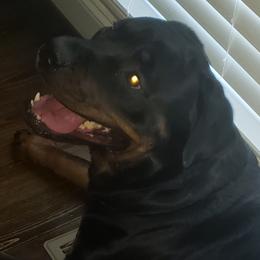 Rottweiler Puppies from Baldwin Rottweilers
