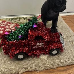 Mila - Black female Pug puppy in Indian Trail, North Carolina from Love Pugs