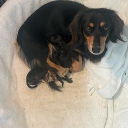 Autumn - Black and cream female Dachshund puppy in Bristol, Florida from Creek Life Miniature Dachshunds