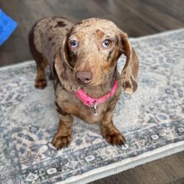 Daphne - Dachshund