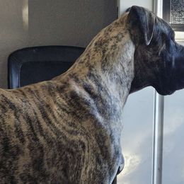 Ruger - Great Dane