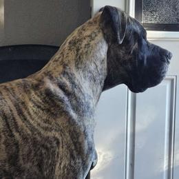 Ruger - Great Dane