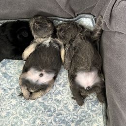 Shih Tzu Puppies from LaDawn’s Little Lions