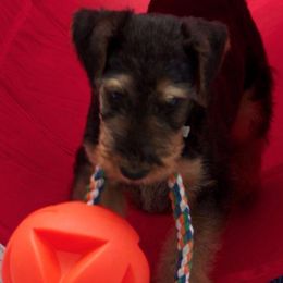 Airedale Terriers from Timberwyck Airedales