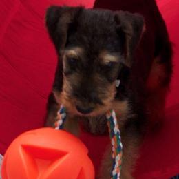Airedale Terriers from Timberwyck Airedales