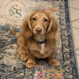 River - Dachshund