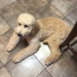 Poppy - Goldendoodle
