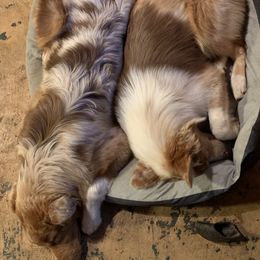 Australian Shepherd All Grown Up from Black Rock Farm Aussies