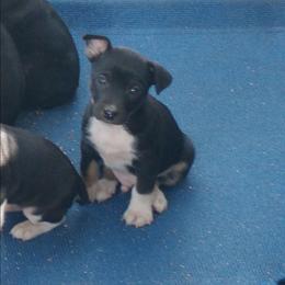 Dash - Black tan and white male Rat Terrier puppy in Harbison Canyon, California from Manumit Rat Terriers