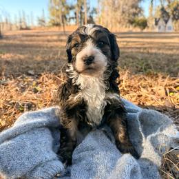 Girl 2 - Sable female Bernedoodle puppy in Fort Meade, Florida from Baldwin Dood Ranch