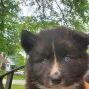 Sporty Mix Puppies from Eternal Symmetry