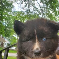 Sporty Mix Puppies from Eternal Symmetry