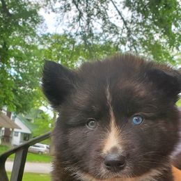 Sporty Mix Puppies from Eternal Symmetry