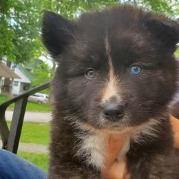 Sporty Mix Puppies from Eternal Symmetry