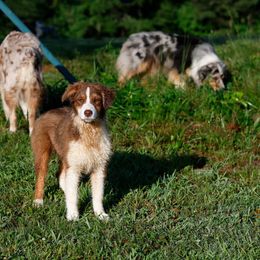 RTF2 - Red tri-color female Australian Shepherd puppy in Warm Springs, Georgia from Out West Aussies