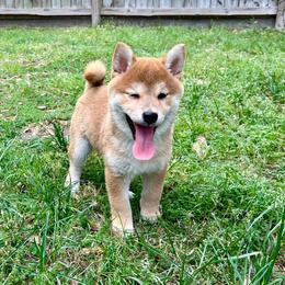 Tobiko - Red female Shiba Inu puppy in Houston, Texas from Sakura Blossom Shibas