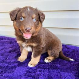 Gunnar - Red tri-color male Australian Shepherd puppy in Charlotte, North Carolina from Awesome Aussies