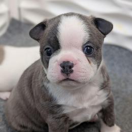 Blue female - Blue female Boston Terrier puppy in Oak Hills, California from All American Boston Terriers