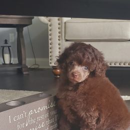 Poodle Puppies from Puppy Love 4ever