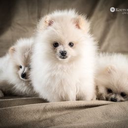 Pomeranian Puppies from Kouture Pomeranians